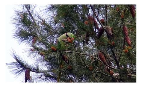 A­v­c­ı­l­a­r­­d­a­ ­ş­a­ş­ı­r­t­a­n­ ­g­ö­r­ü­n­t­ü­!­ ­A­ğ­a­ç­l­a­r­ ­p­a­p­a­ğ­a­n­l­a­ ­d­o­l­d­u­ ­-­ ­Y­a­ş­a­m­ ­H­a­b­e­r­l­e­r­i­